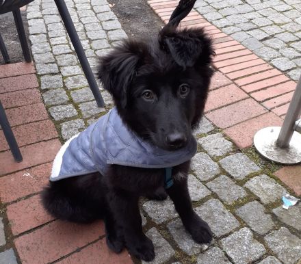 Lupi (12 Monate, Schwarzer Schäfer/Flat Coated Retriever)