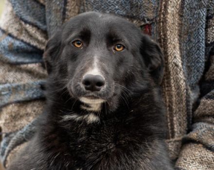 Nistru; süßer Fratz, mit weißem Latz sucht sein Zuhause.