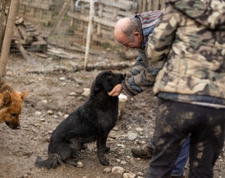 Nistru; süßer Fratz, mit weißem Latz sucht sein Zuhause.
