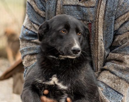 Nistru; süßer Fratz, mit weißem Latz sucht sein Zuhause.