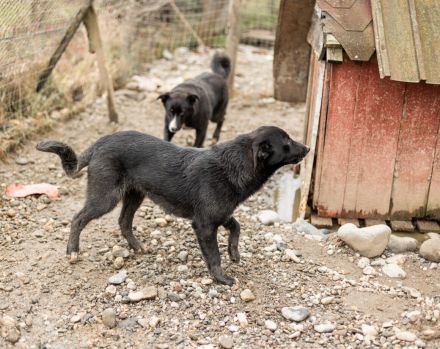 Nistru; süßer Fratz, mit weißem Latz sucht sein Zuhause.
