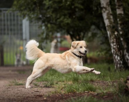 Malouk sucht eine hundeerfahrene Bezugsperson.