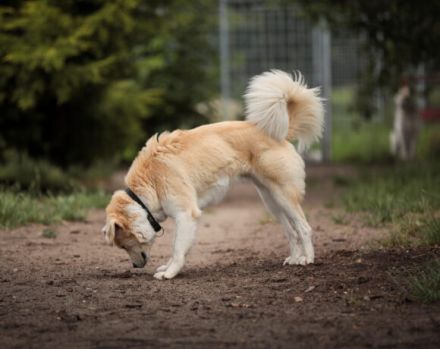 Malouk sucht eine hundeerfahrene Bezugsperson.