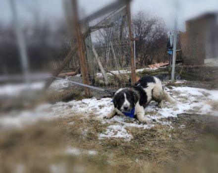 Punktnase Mukki sucht seine Familie. Adopt, don´t shop.