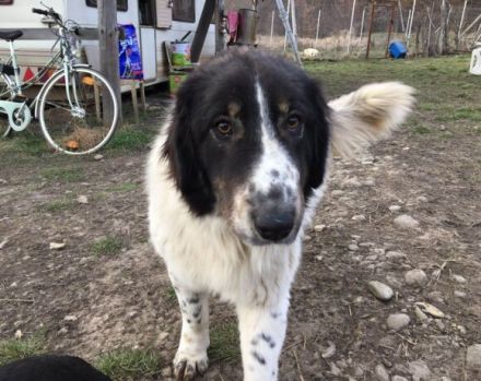 Punktnase Mukki sucht seine Familie. Adopt, don´t shop.