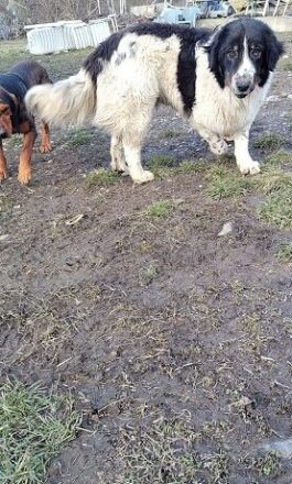 Punktnase Mukki sucht seine Familie. Adopt, don´t shop.