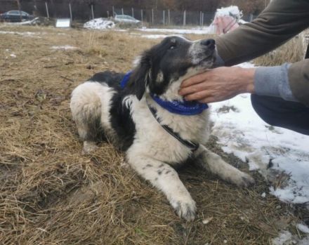 Punktnase Mukki sucht seine Familie. Adopt, don´t shop.