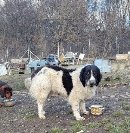 Punktnase Mukki sucht seine Familie. Adopt, don´t shop.