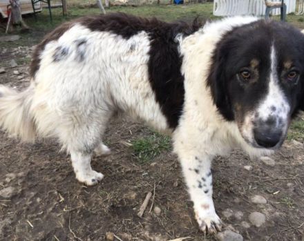 Punktnase Mukki sucht seine Familie. Adopt, don´t shop.