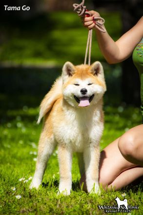 Akita Inu Welpen