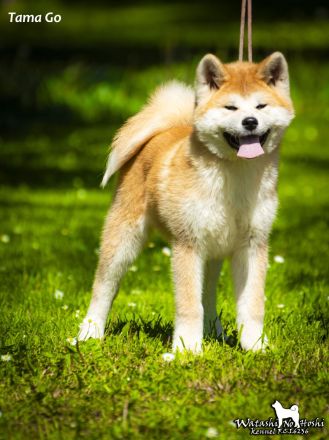 Akita Inu Welpen