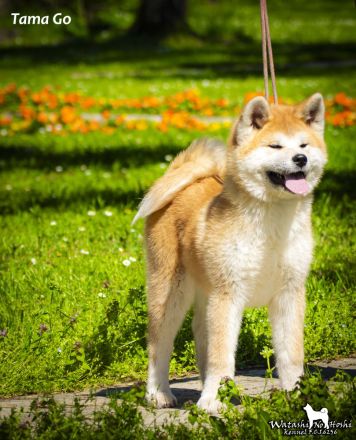 Akita Inu Welpen