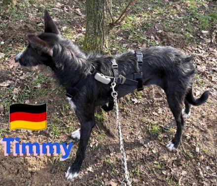 Timmy, 03/23 - süßer Podenco-Bub sucht Familie