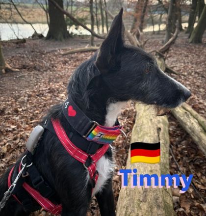 Timmy, 03/23 - süßer Podenco-Bub sucht Familie