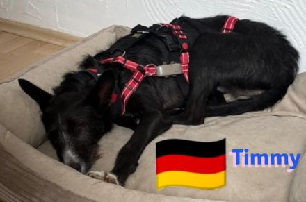 Timmy, 03/23 - süßer Podenco-Bub sucht Familie