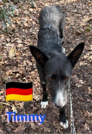 Timmy, 03/23 - süßer Podenco-Bub sucht Familie