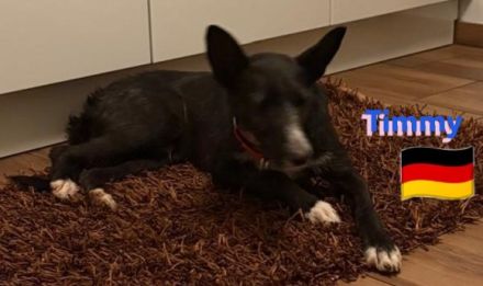 Timmy, 03/23 - süßer Podenco-Bub sucht Familie