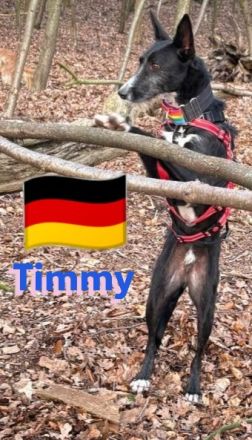 Timmy, 03/23 - süßer Podenco-Bub sucht Familie