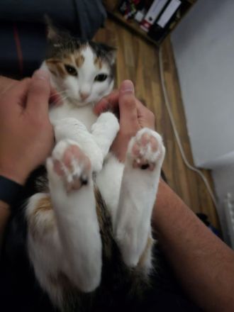 Liebevolle Katzen suchen ein neues Zuhause