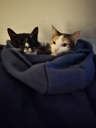 Liebevolle Katzen suchen ein neues Zuhause