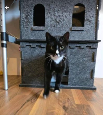 Liebevolle Katzen suchen ein neues Zuhause