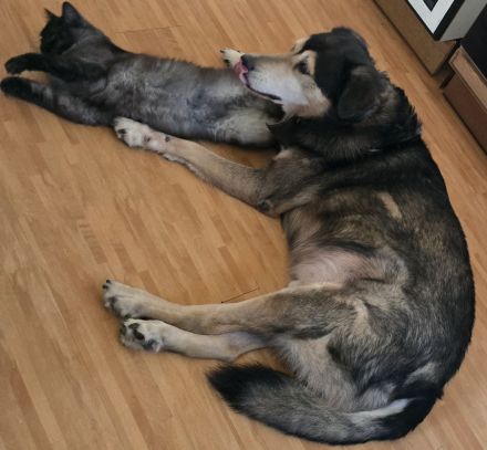 Klein Münsterländer- Sibirischer Husky Mix