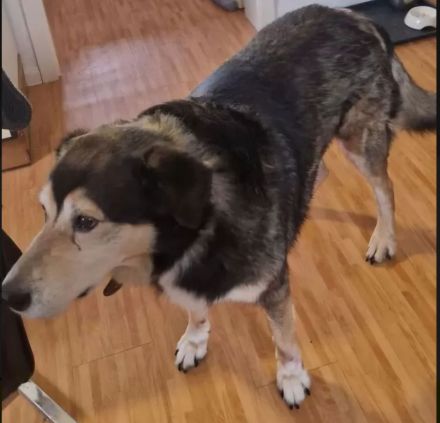 Klein Münsterländer- Sibirischer Husky Mix