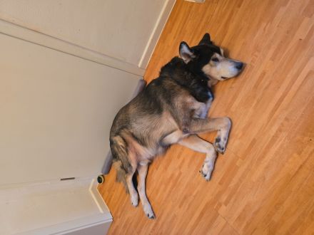 Klein Münsterländer- Sibirischer Husky Mix