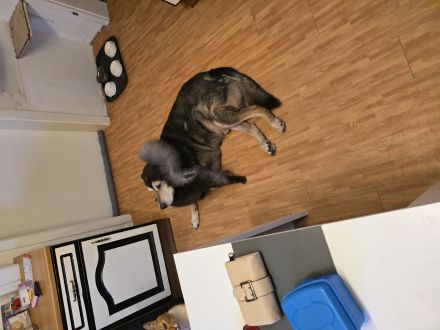 Klein Münsterländer- Sibirischer Husky Mix