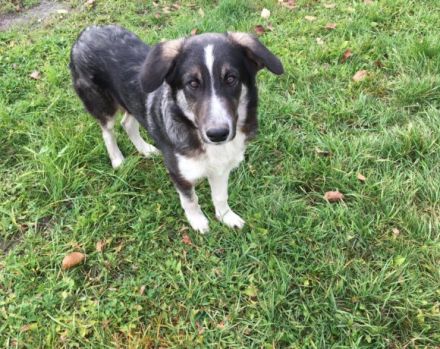 Hier kommt Manny. Dein neuer Begleiter?