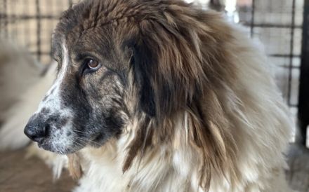 Captain Kirk sucht ein Zuhause auf dem Planeten Erde.