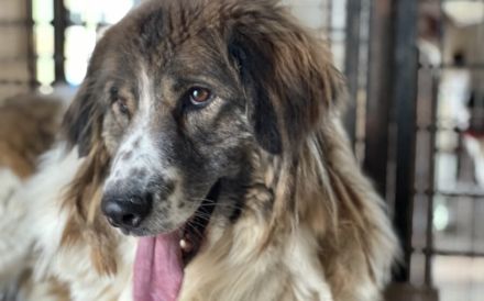 Captain Kirk sucht ein Zuhause auf dem Planeten Erde.