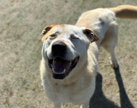 Sanfter Riese Galileo sucht ein Zuhause.