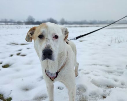 Sanfter Riese Galileo sucht ein Zuhause.