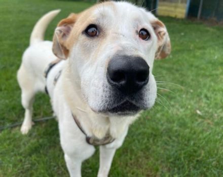 Sanfter Riese Galileo sucht ein Zuhause.