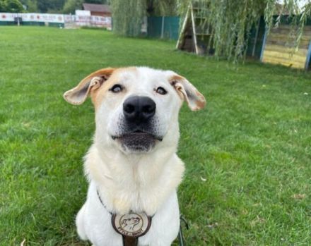 Sanfter Riese Galileo sucht ein Zuhause.