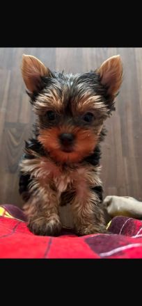 Yorkshire Terrier mini Welpen