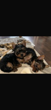 Yorkshire Terrier mini Welpen