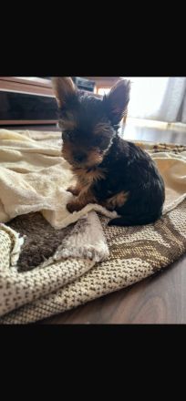 Yorkshire Terrier mini Welpen