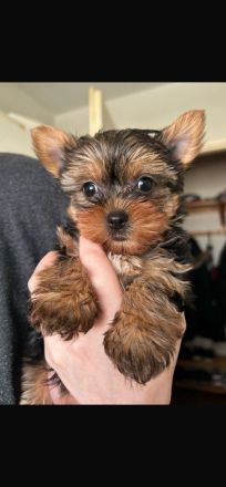 Yorkshire Terrier mini Welpen