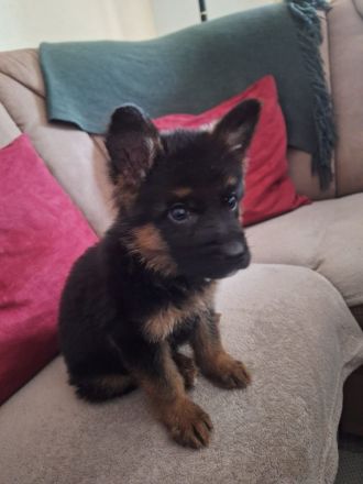 Deutscher Schäferhund