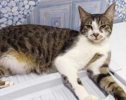 Gypsy wartet auf deine Anfrage