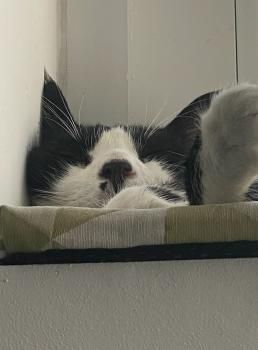Pity, FelV positiv