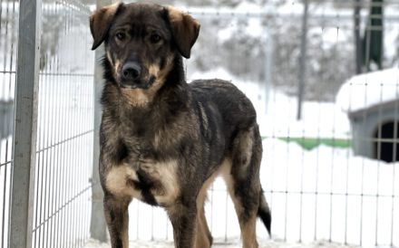 Sensibler Felio sucht geduldige Menschen