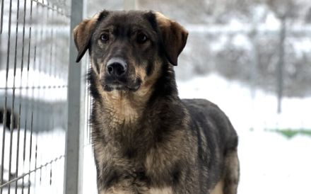 Sensibler Felio sucht geduldige Menschen