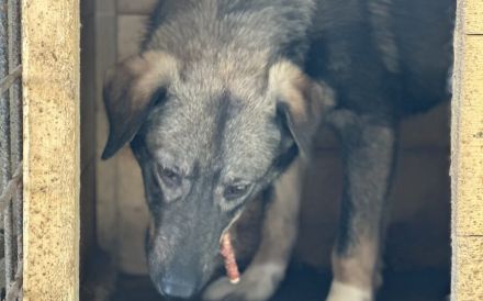 Sensibler Felio sucht geduldige Menschen