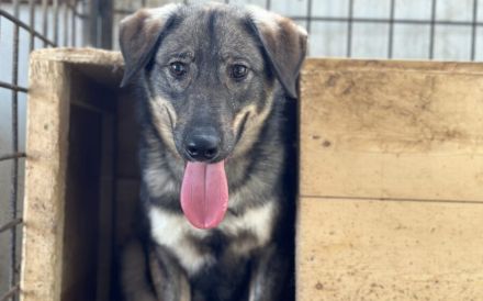 Sensibler Felio sucht geduldige Menschen