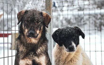 Sensibler Felio sucht geduldige Menschen
