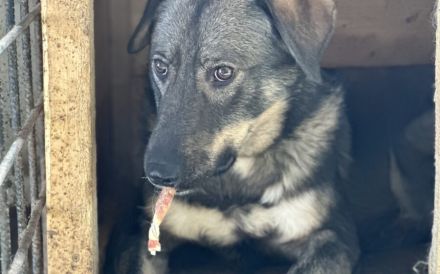 Sensibler Felio sucht geduldige Menschen