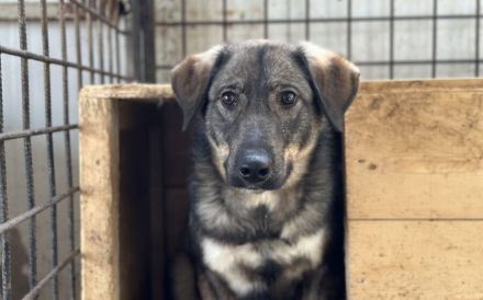 Sensibler Felio sucht geduldige Menschen